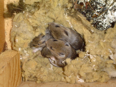 mice mouse attic rodents nest rats droppings rodent removal hibernate their garden house identify look just rat nesting cod pest